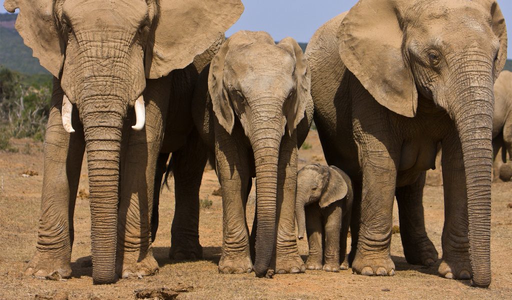 Addo Elephant National Park